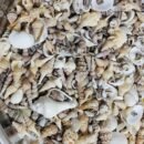 REAL SEA SHELL MOULD Shell 250 grm mix