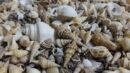 REAL SEA SHELL MOULD Shell 250 grm mix