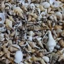 REAL SEA SHELL MOULD Shell 250 grm mix