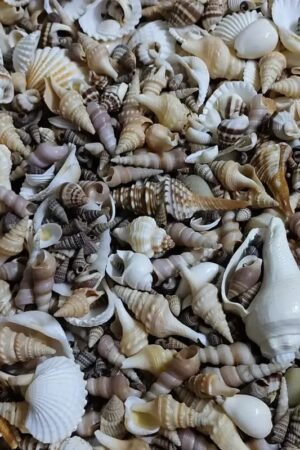REAL SEA SHELL MOULD Shell 250 grm mix