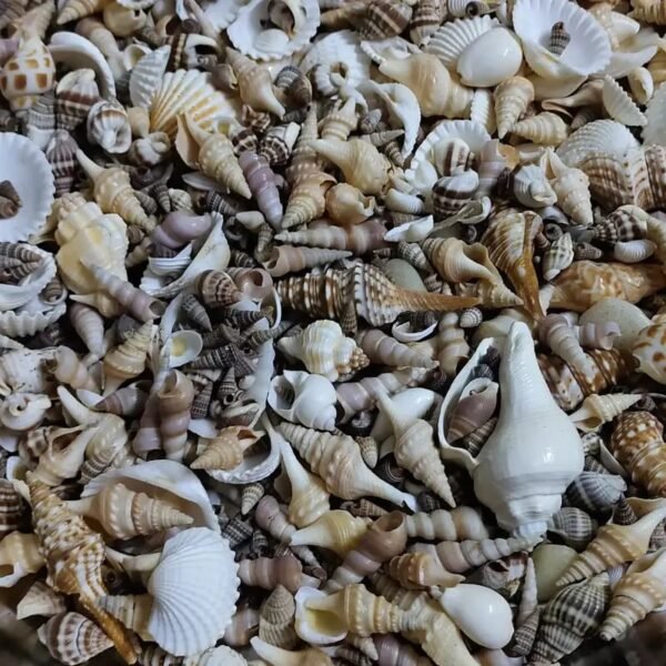 REAL SEA SHELL MOULD Shell 250 grm mix